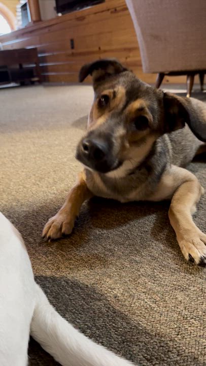 Enlarge Bear, an adopted mixed breed in Pennington, NJ video 3/4