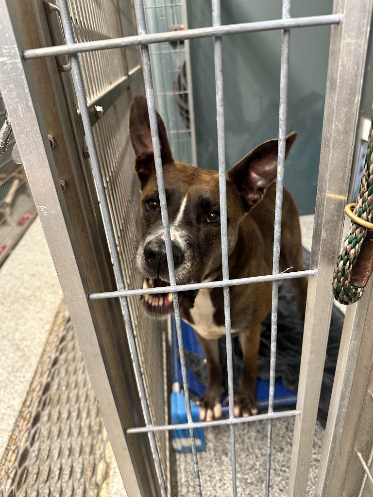 Bruno, Adoptable, Adult Male Shepherd.