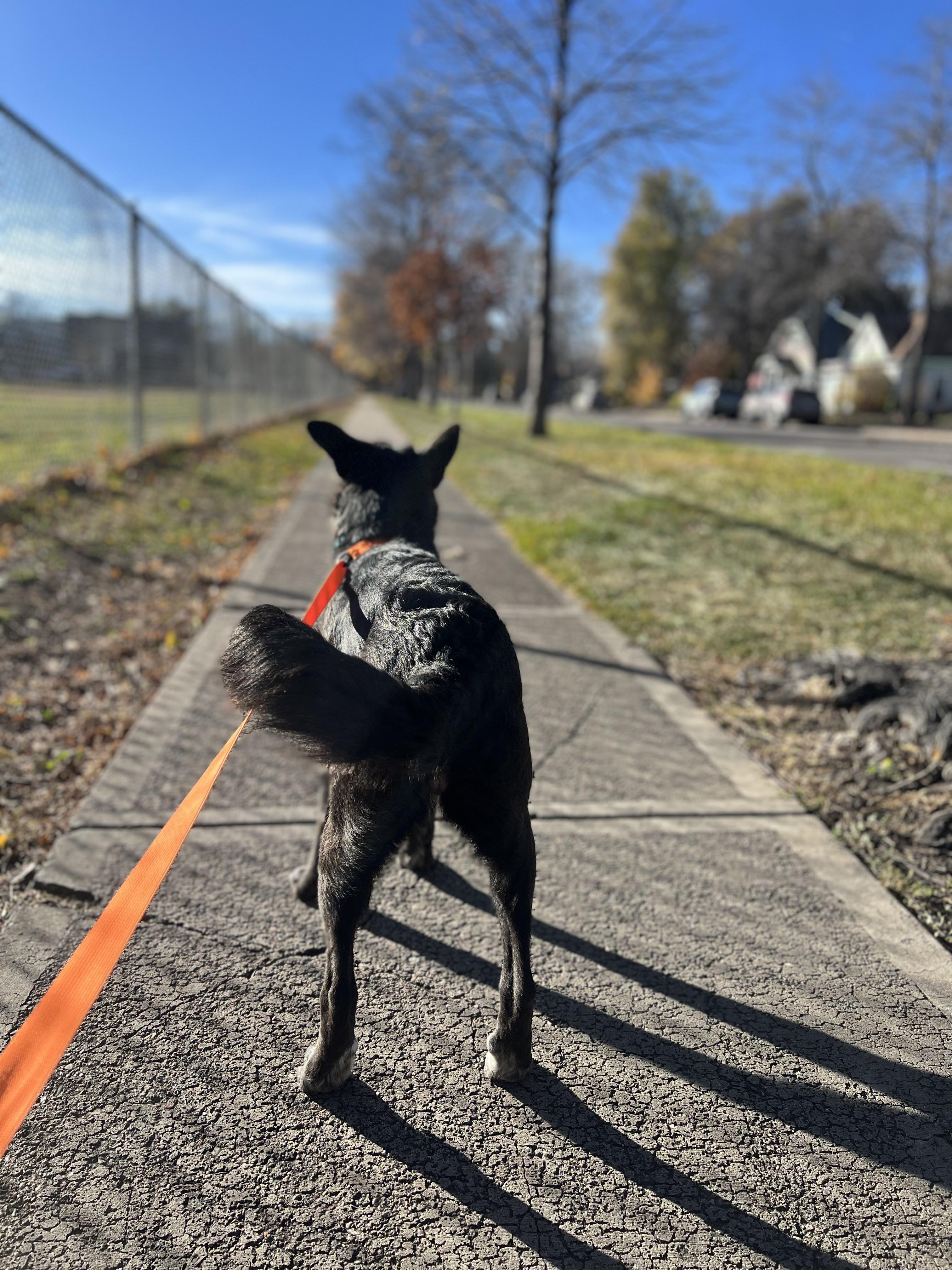 Poppy, a Adoptable mixed breed in Fort Collins, CO image 2/5