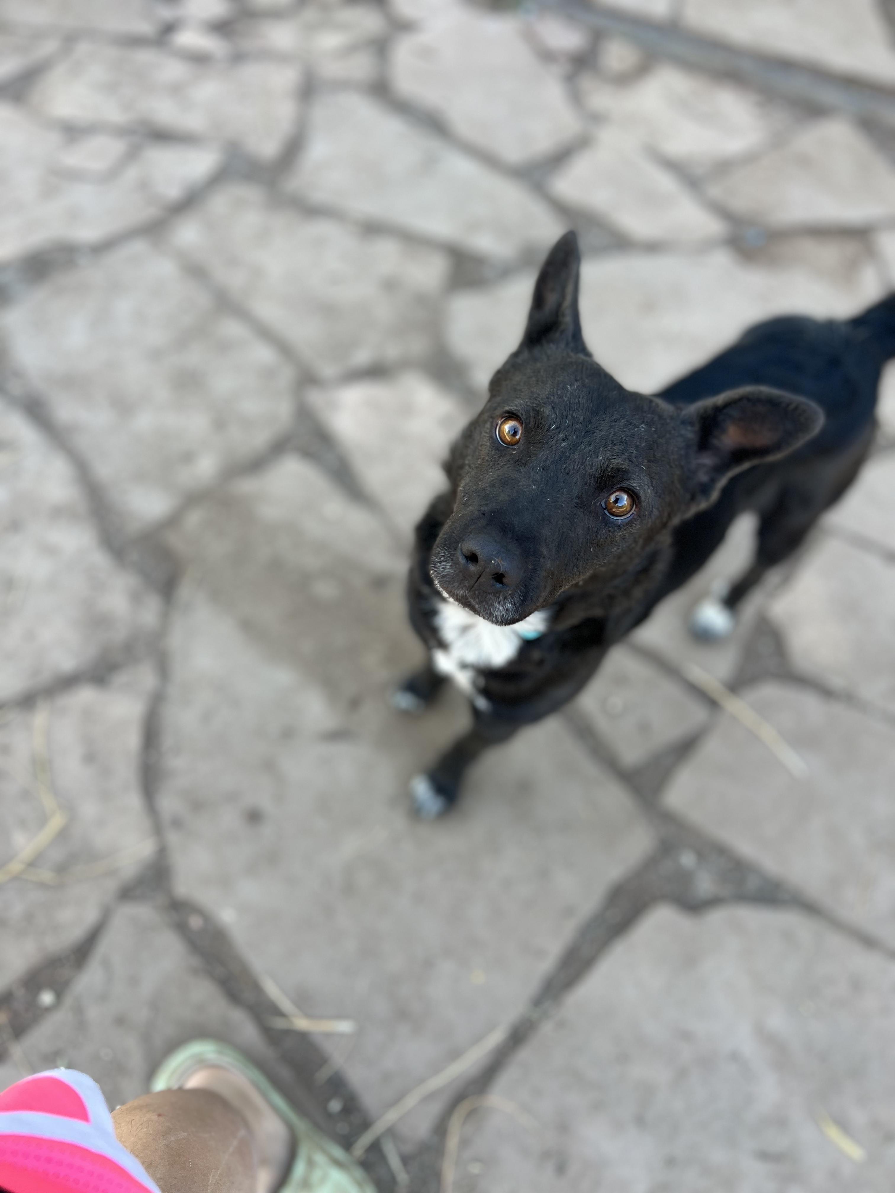Poppy, a Adoptable mixed breed in Fort Collins, CO image 3/5