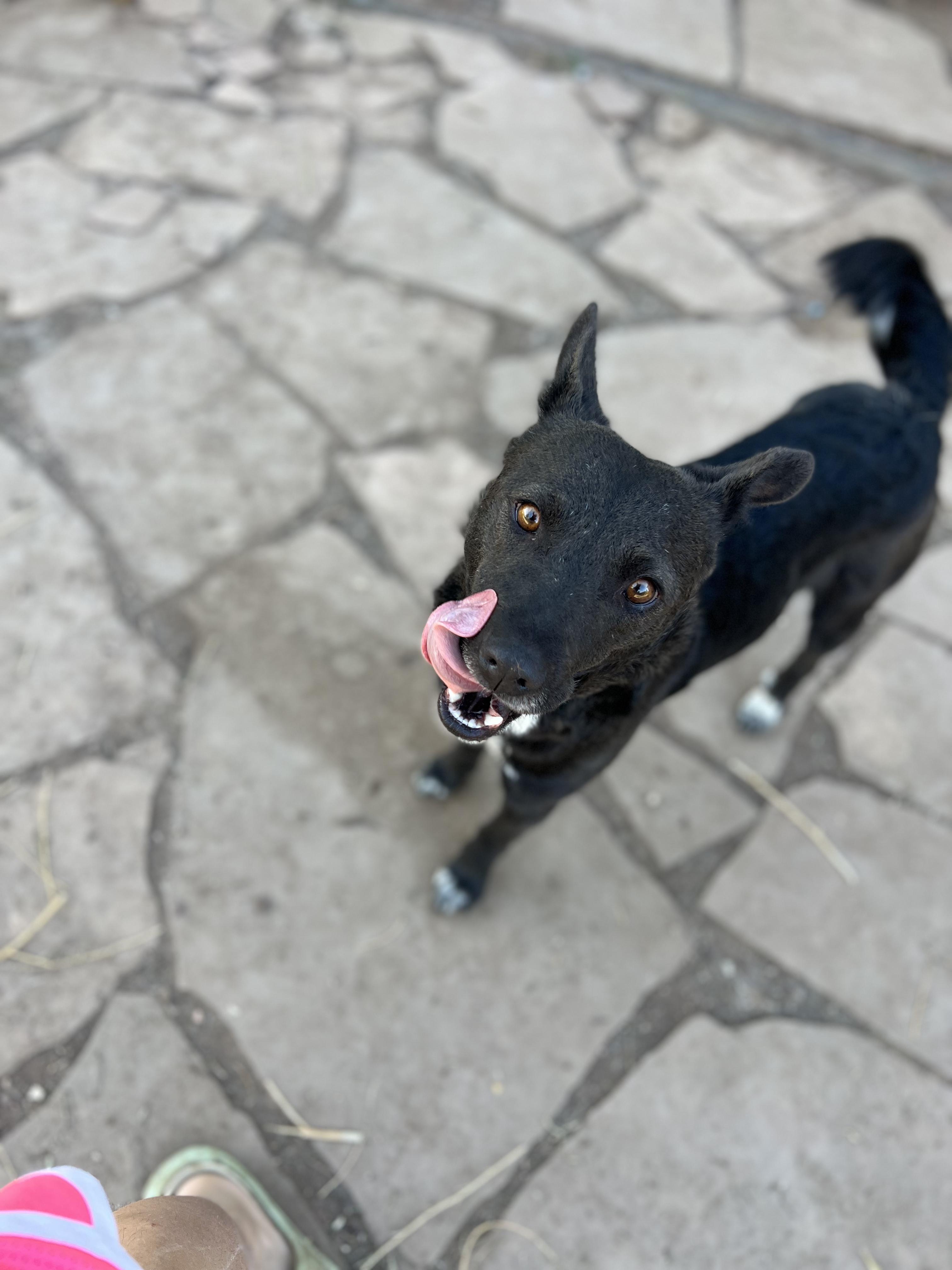 Poppy, Adoptable, Adult Female Australian Cattle Dog / Blue Heeler & Border Collie.