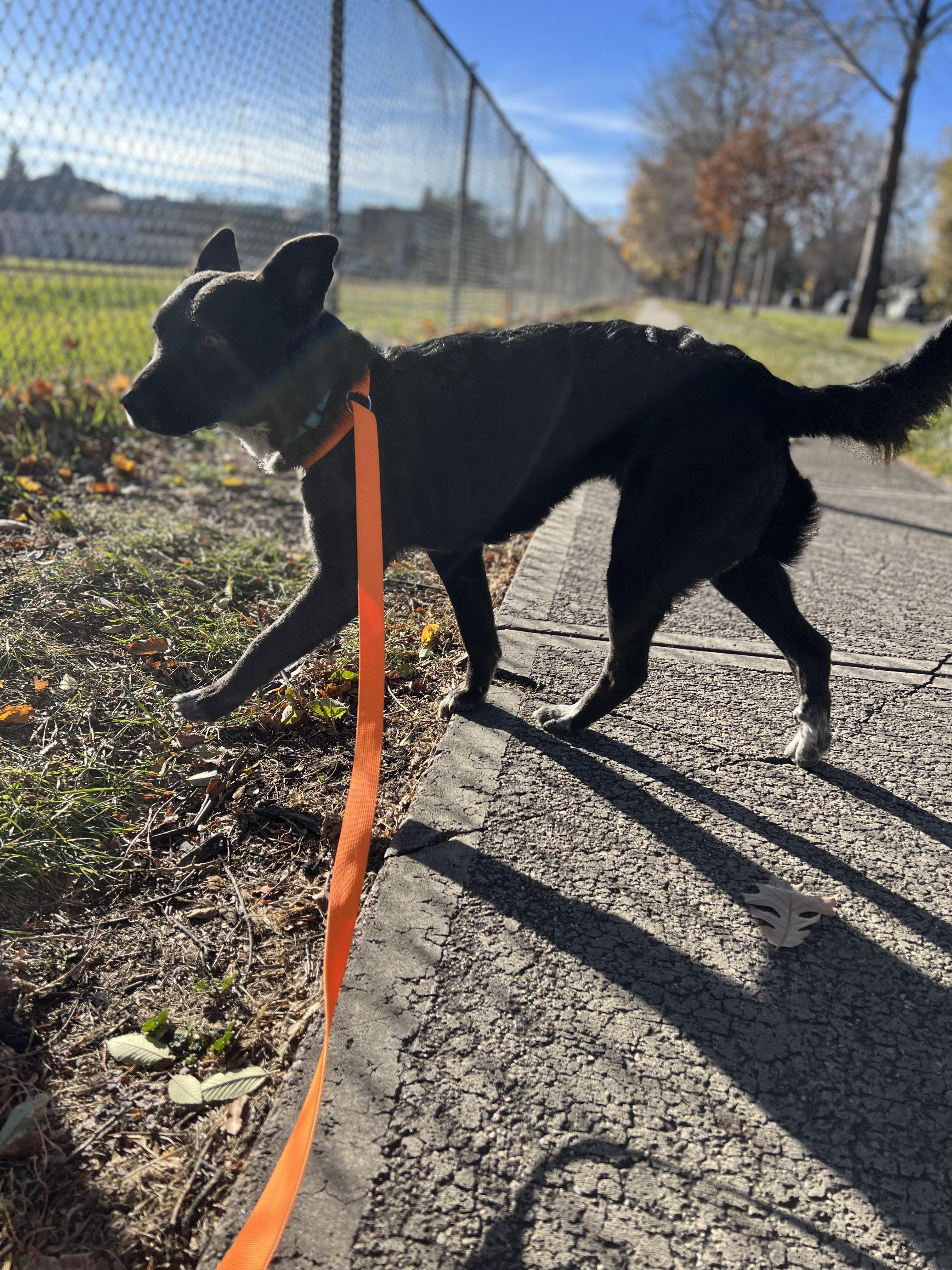 Poppy, a Adoptable mixed breed in Fort Collins, CO image 4/5
