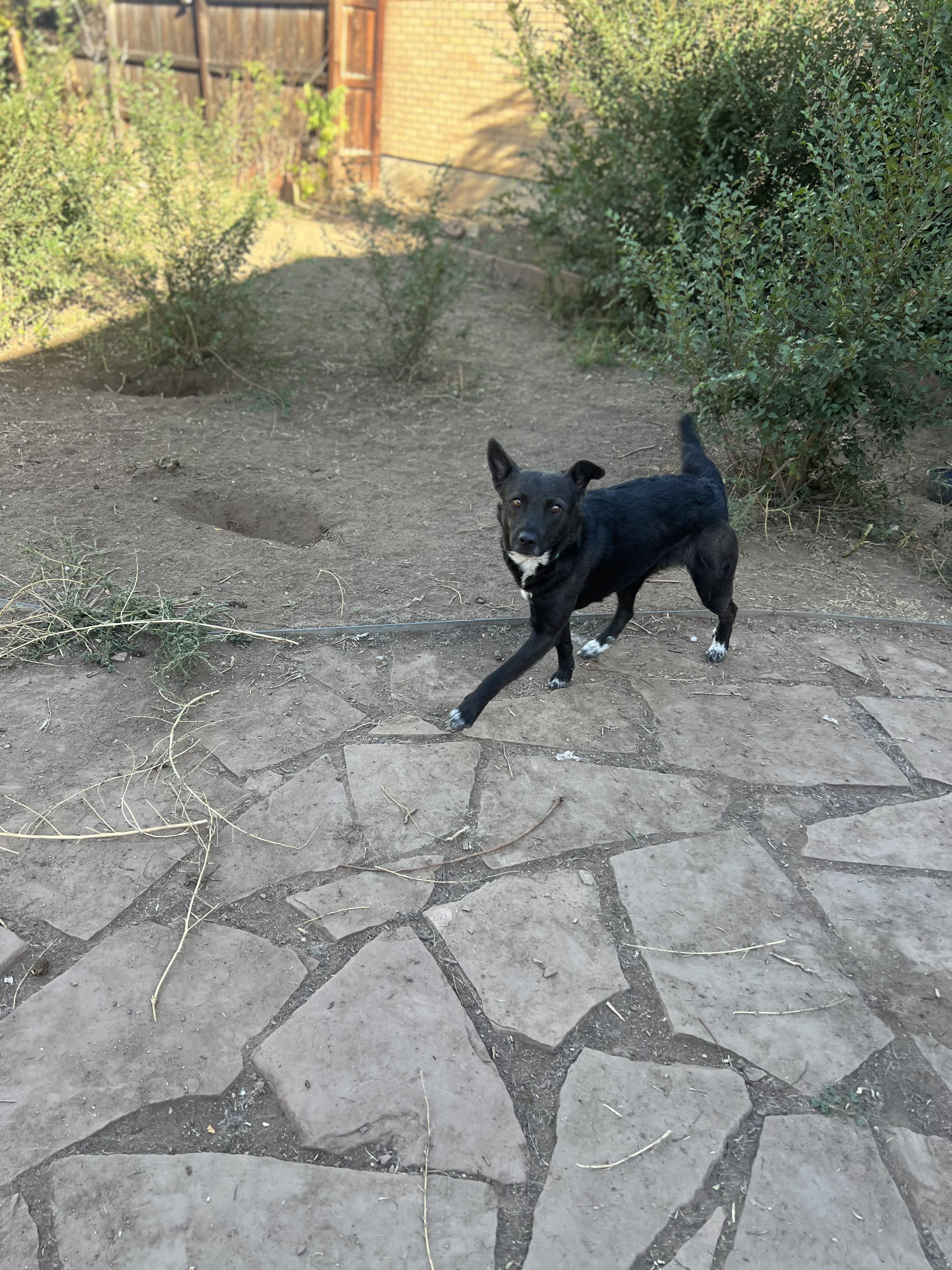 Poppy, a Adoptable mixed breed in Fort Collins, CO image 5/5