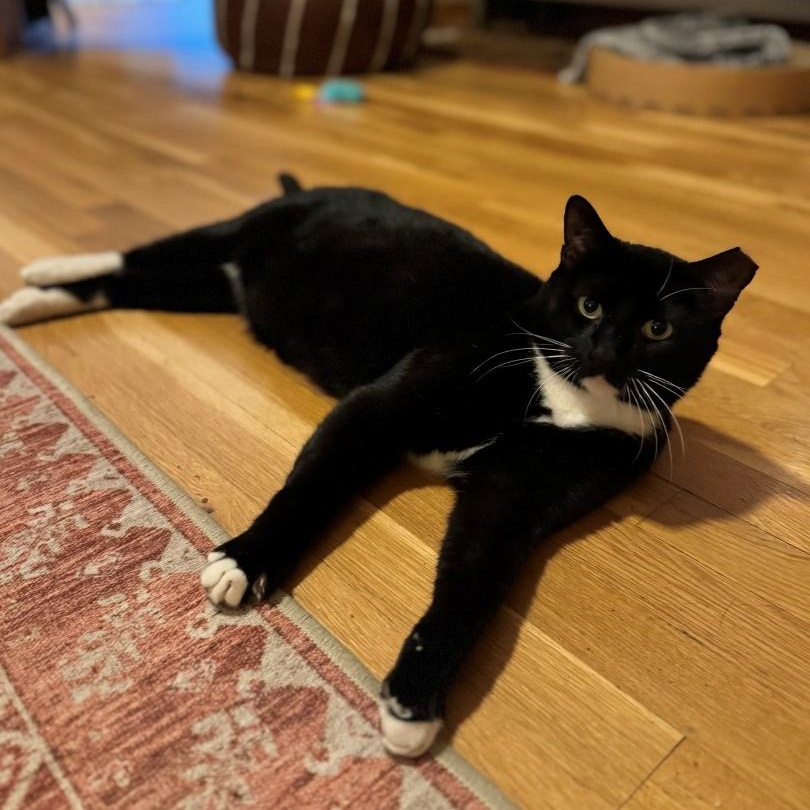 Mr. Mittens Biermann Schneider , a Adoptable mixed breed in Denver, CO image 2/4