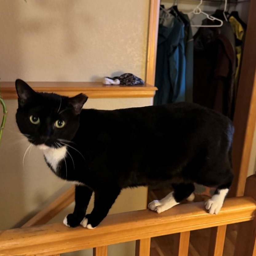 Mr. Mittens Biermann Schneider , a Adoptable mixed breed in Denver, CO image 4/4