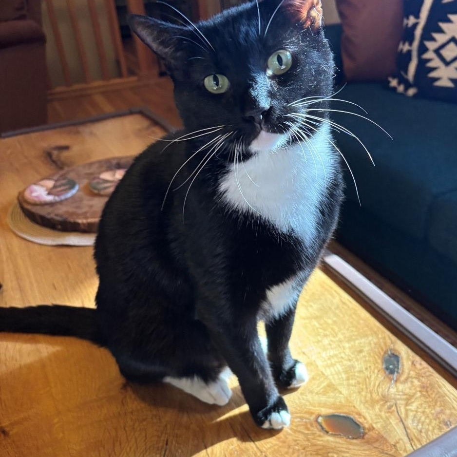 Mr. Mittens Biermann Schneider , Adoptable, Adult Male Domestic Short Hair & Tuxedo.