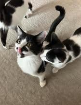 Enlarge Walleye, a Adoptable Domestic Short Hair in Fishers, IN image 1/4