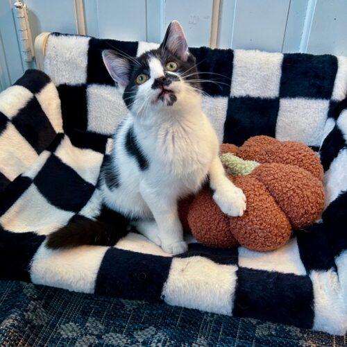 Enlarge Walleye, a Adoptable Domestic Short Hair in Fishers, IN image 2/4