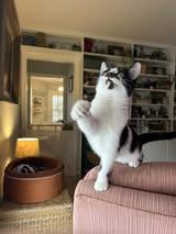 Enlarge Walleye, a Adoptable Domestic Short Hair in Fishers, IN image 4/4