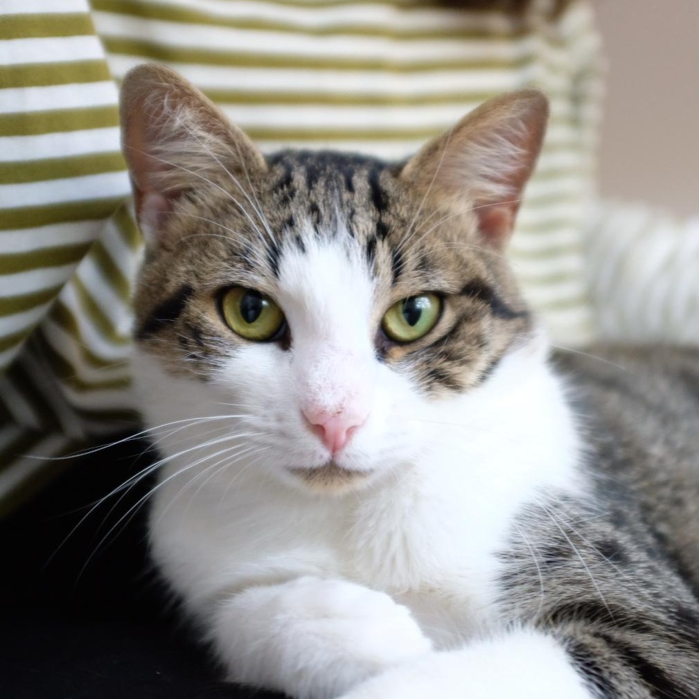 Grant-- courtesy listing, Adoptable, Young Male Tabby & Domestic Short Hair.