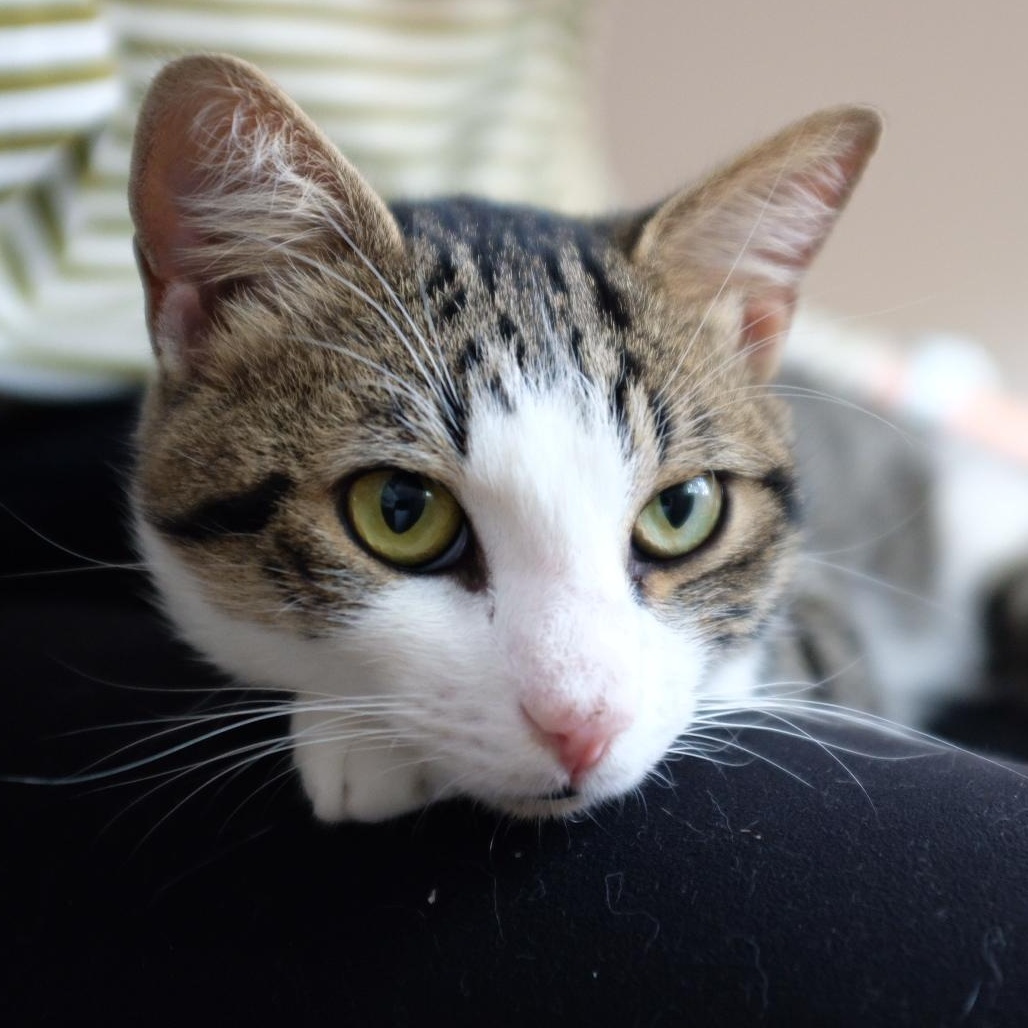 Enlarge Grant-- courtesy listing, a Adoptable mixed breed in Concord, NC image 3/4