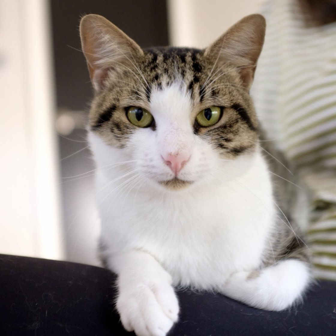 Enlarge Grant-- courtesy listing, a Adoptable mixed breed in Concord, NC image 4/4