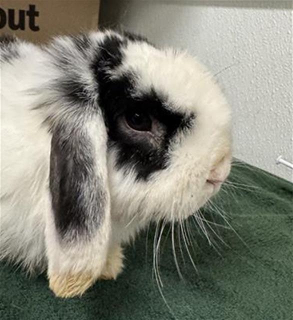 DUSTIN, Adoptable, Young Male Bunny Rabbit.