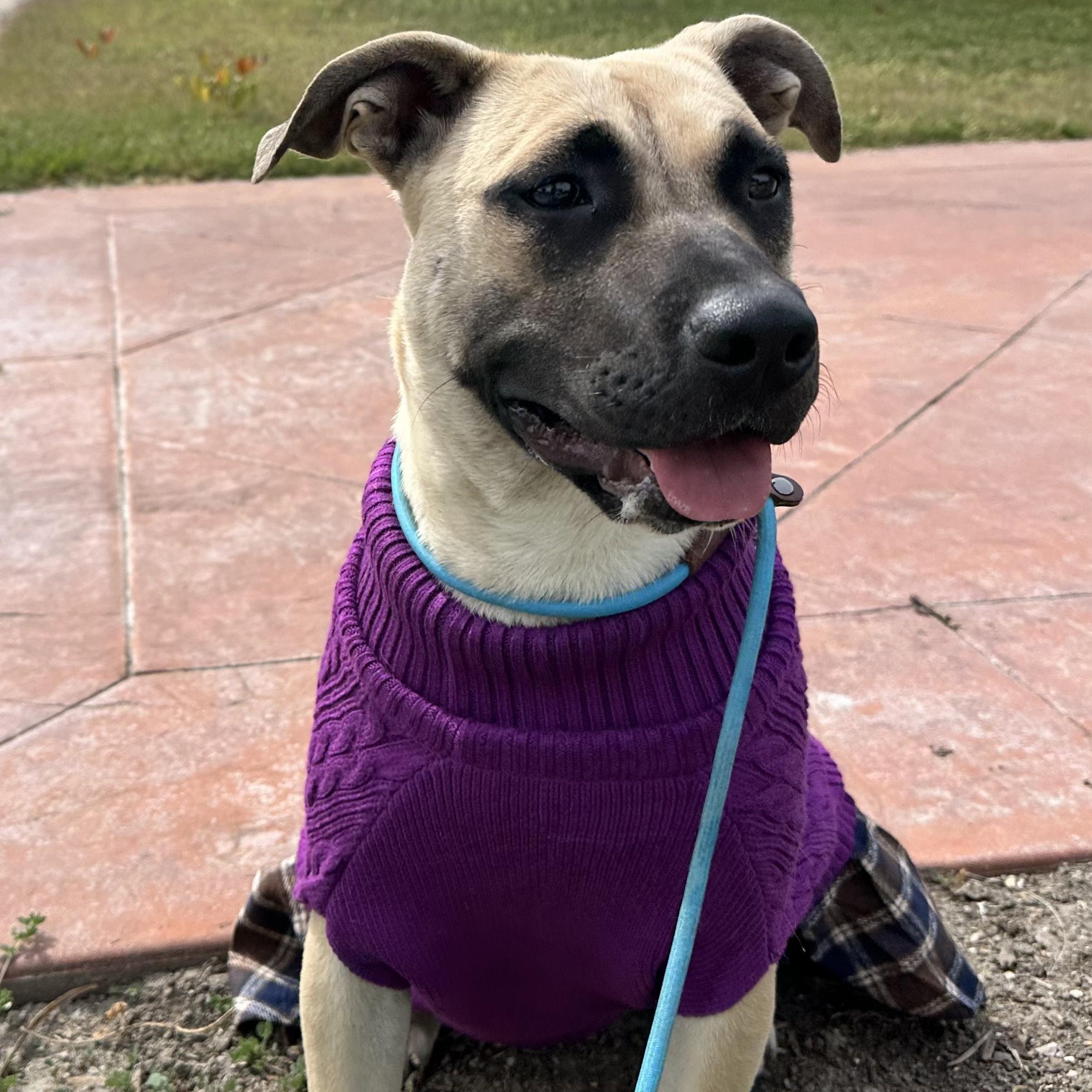 Enlarge Sadie, a Adoptable mixed breed in Sun Valley, CA image 5/6