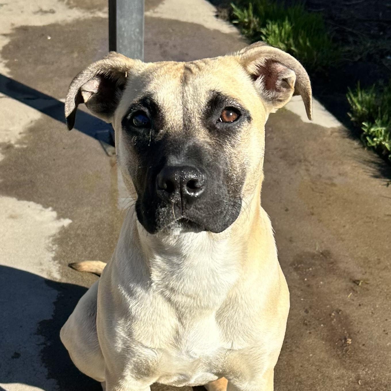 Enlarge Sadie, a Adoptable mixed breed in Sun Valley, CA image 2/6