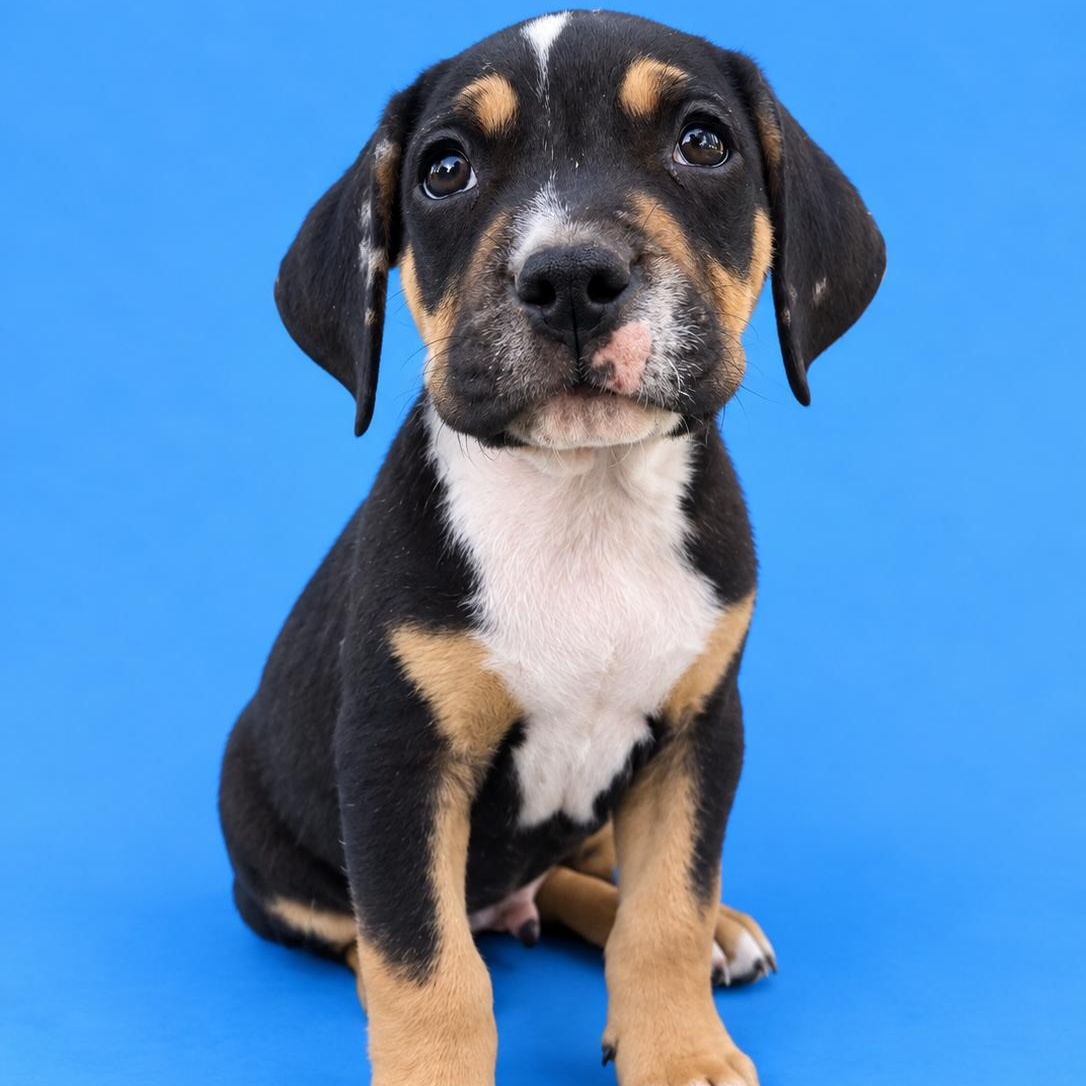 Valentino, Adopted, Puppy Male Staffordshire Bull Terrier & Pit Bull Terrier.