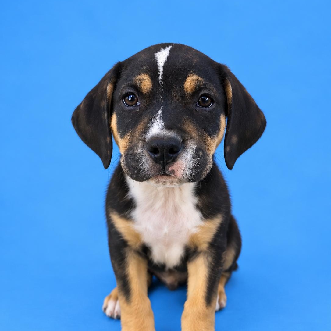 Enlarge Valentino, a Adopted mixed breed in Lodi, CA image 2/2