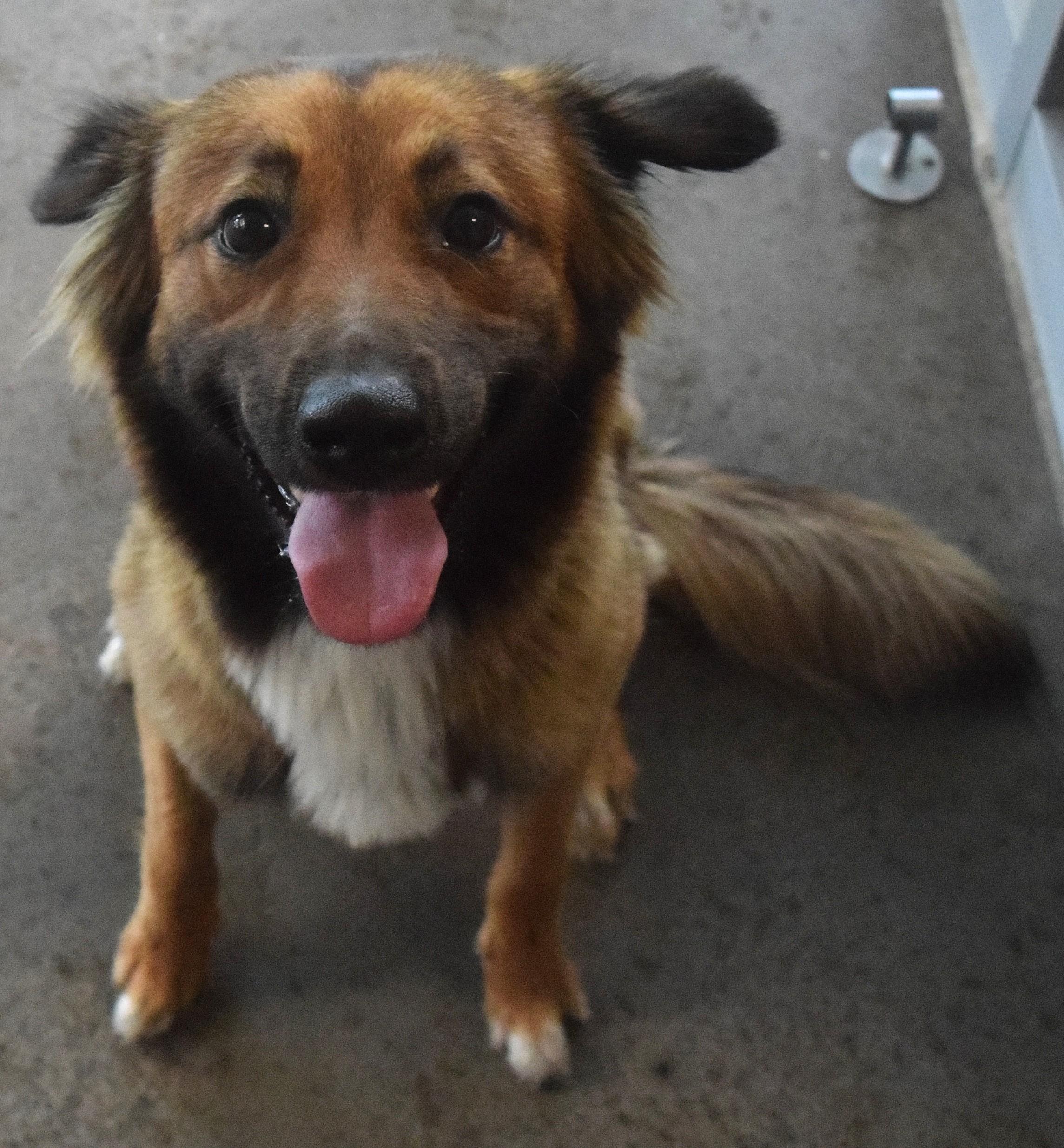 #22107 "Chi-Hero" , ADOPTABLE, Adult Male Shepherd.