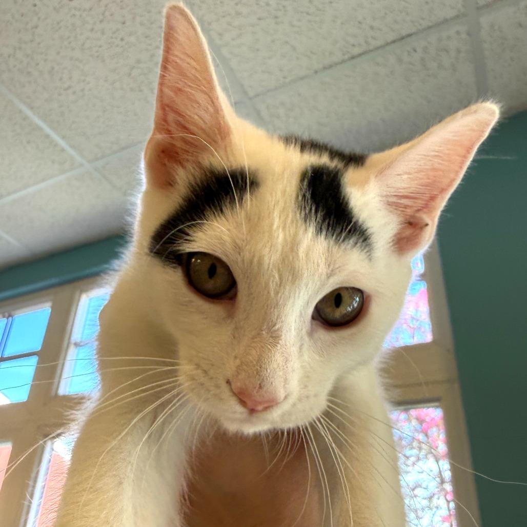 Dice, a Adoptable Domestic Short Hair in Morrisville, VT image 1/2