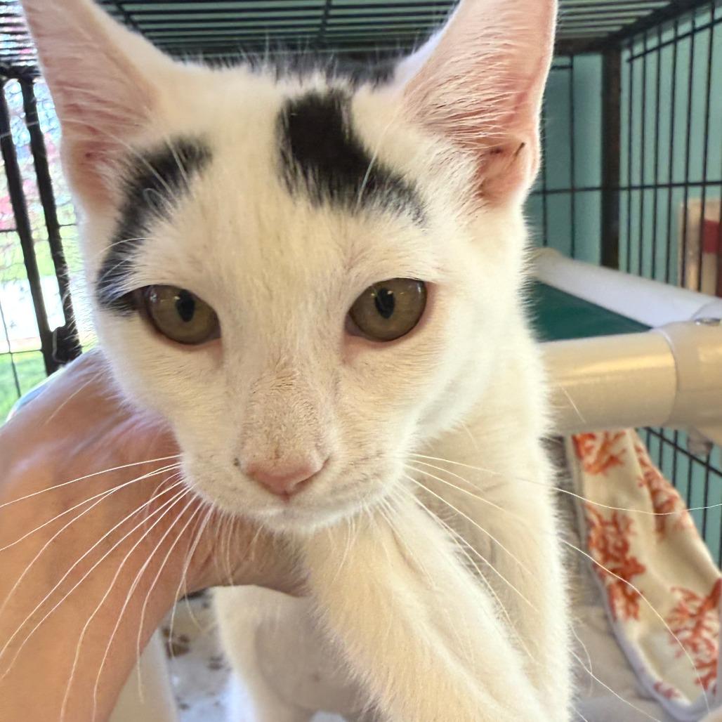 Dice, a Adoptable Domestic Short Hair in Morrisville, VT image 2/2