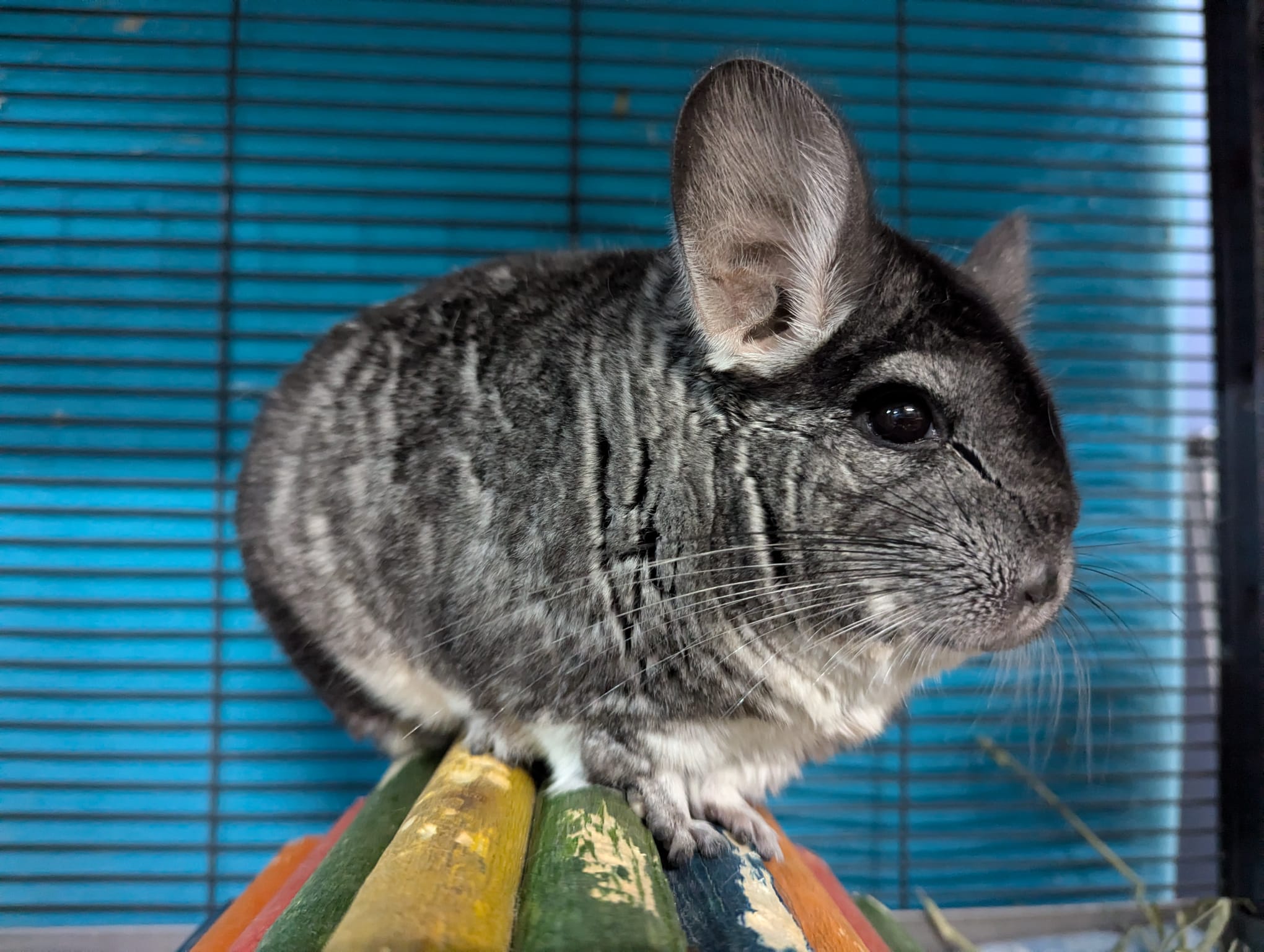 Fuchsia, a Adoptable Chinchilla in Montclair, CA image 3/5