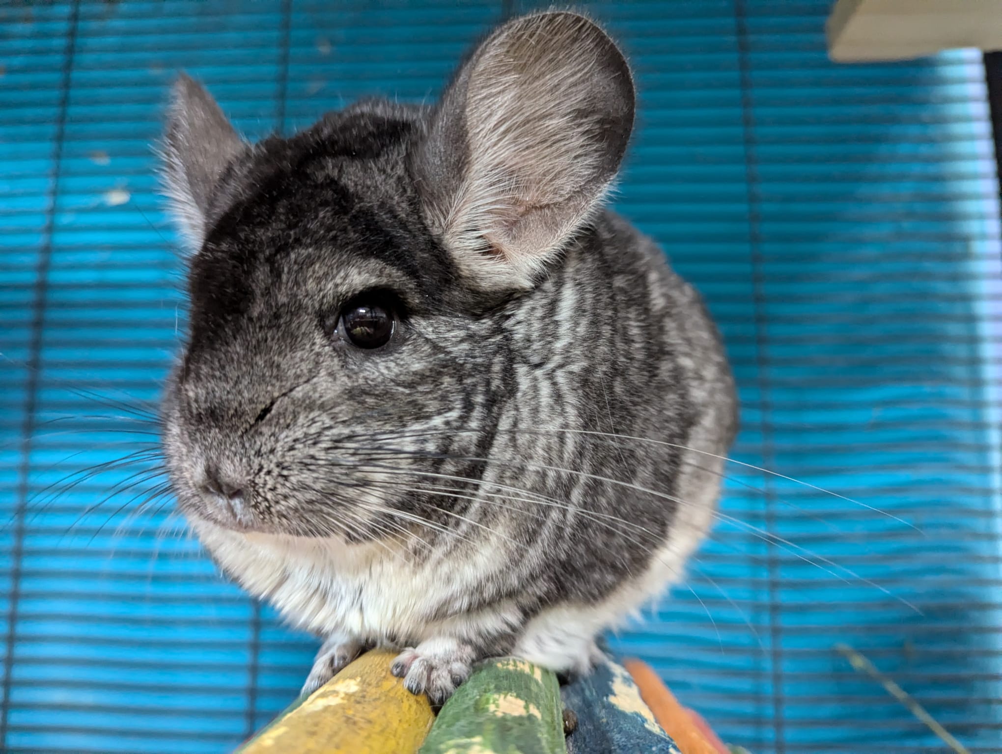 Fuchsia, a Adoptable Chinchilla in Montclair, CA image 5/5