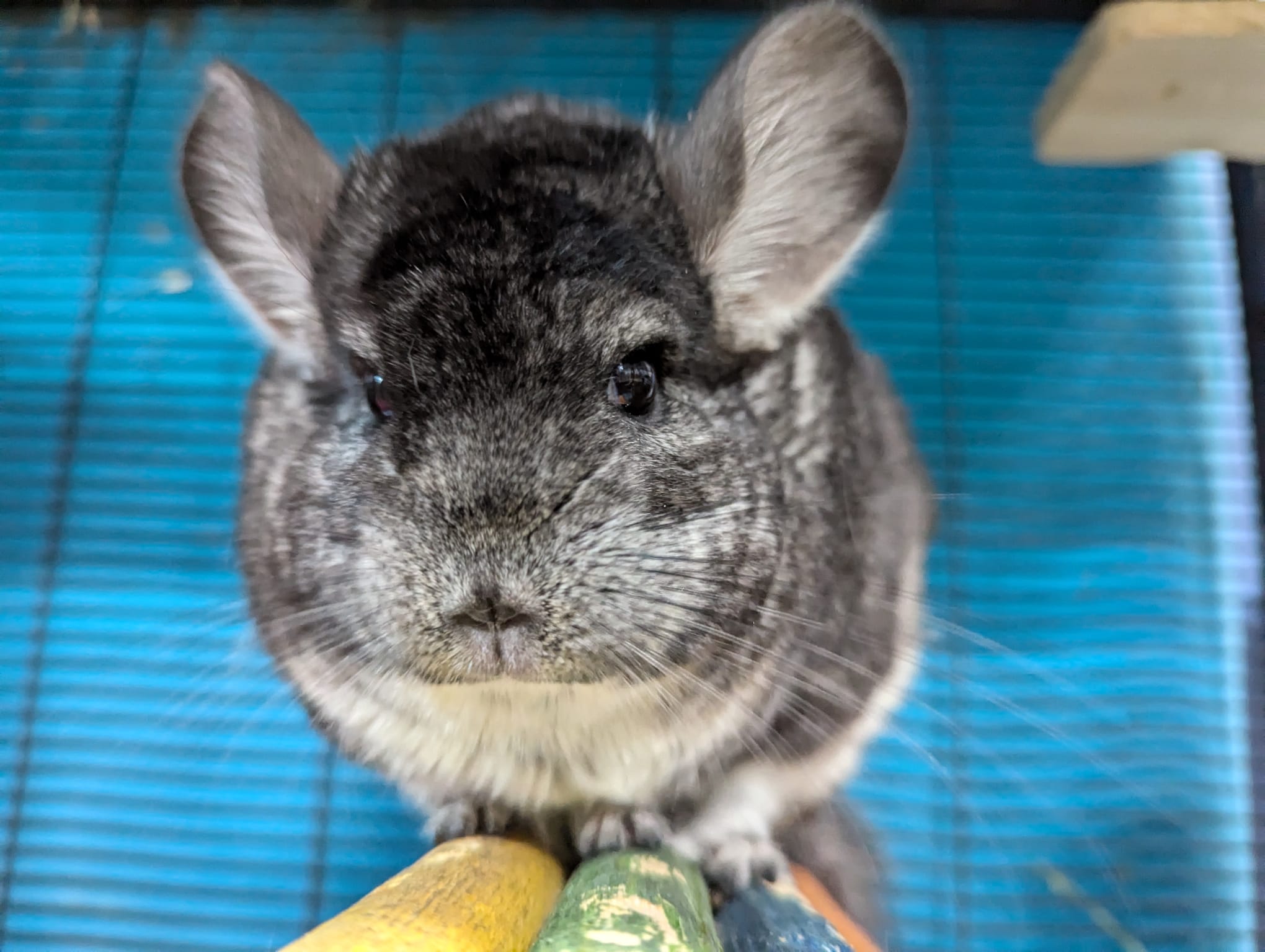 Fuchsia, Adoptable, Adult Female Chinchilla.