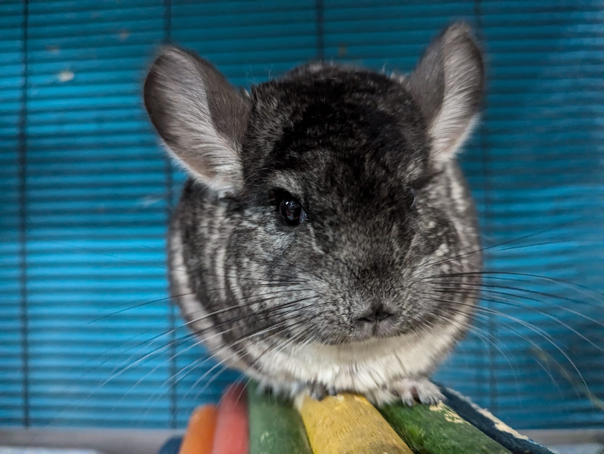 Fuchsia, a Adoptable Chinchilla in Montclair, CA image 2/5