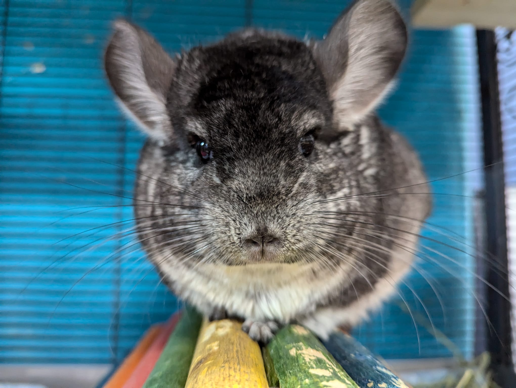 Fuchsia, a Adoptable Chinchilla in Montclair, CA image 4/5