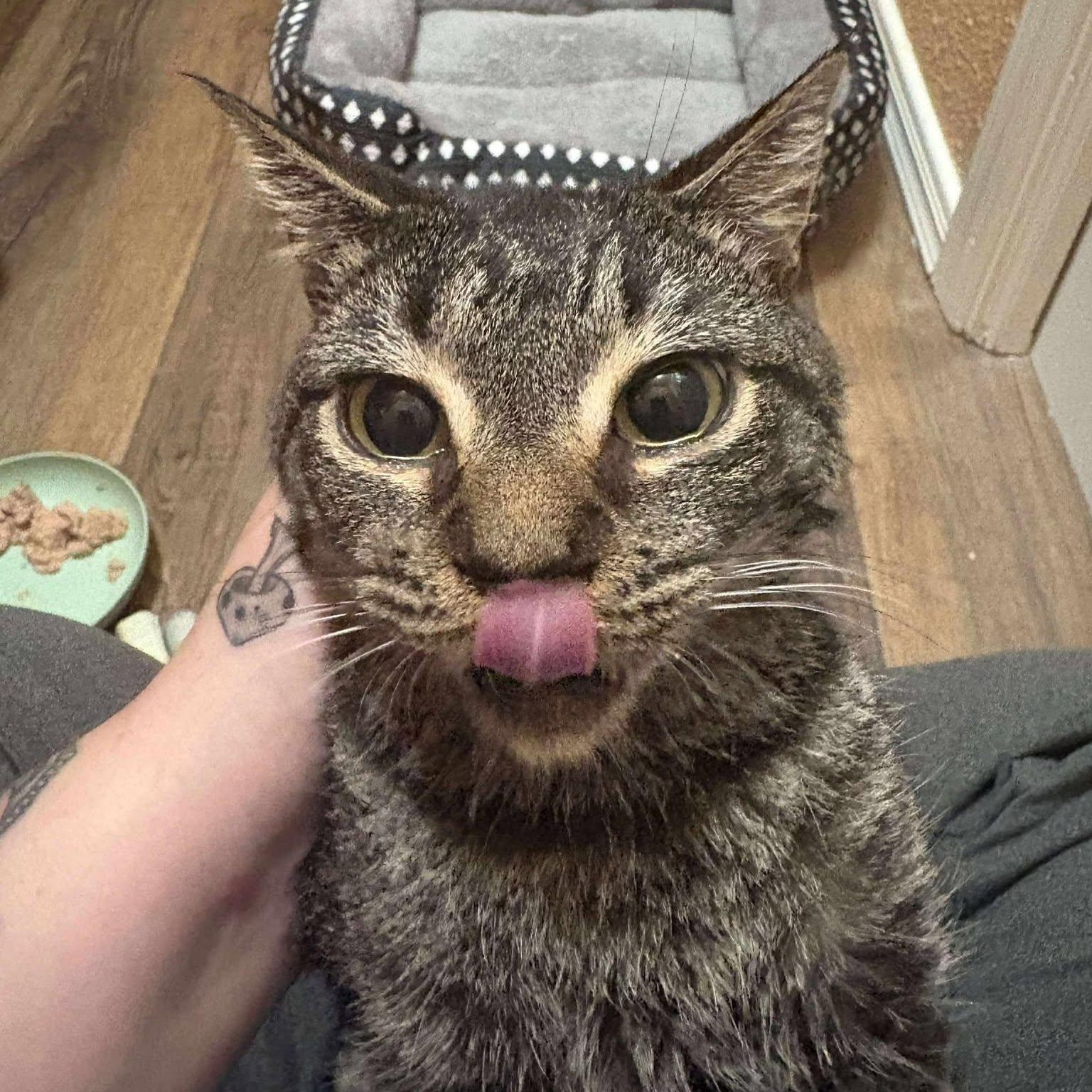 Mystery, Adopted, Adult Male Domestic Short Hair.