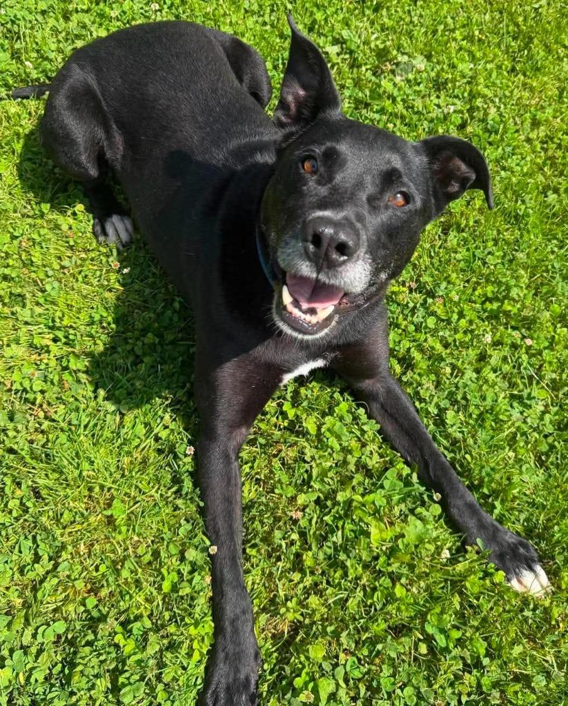 Enlarge Chief, a Adoptable Mixed Breed in Lagrange, IN image 1/1