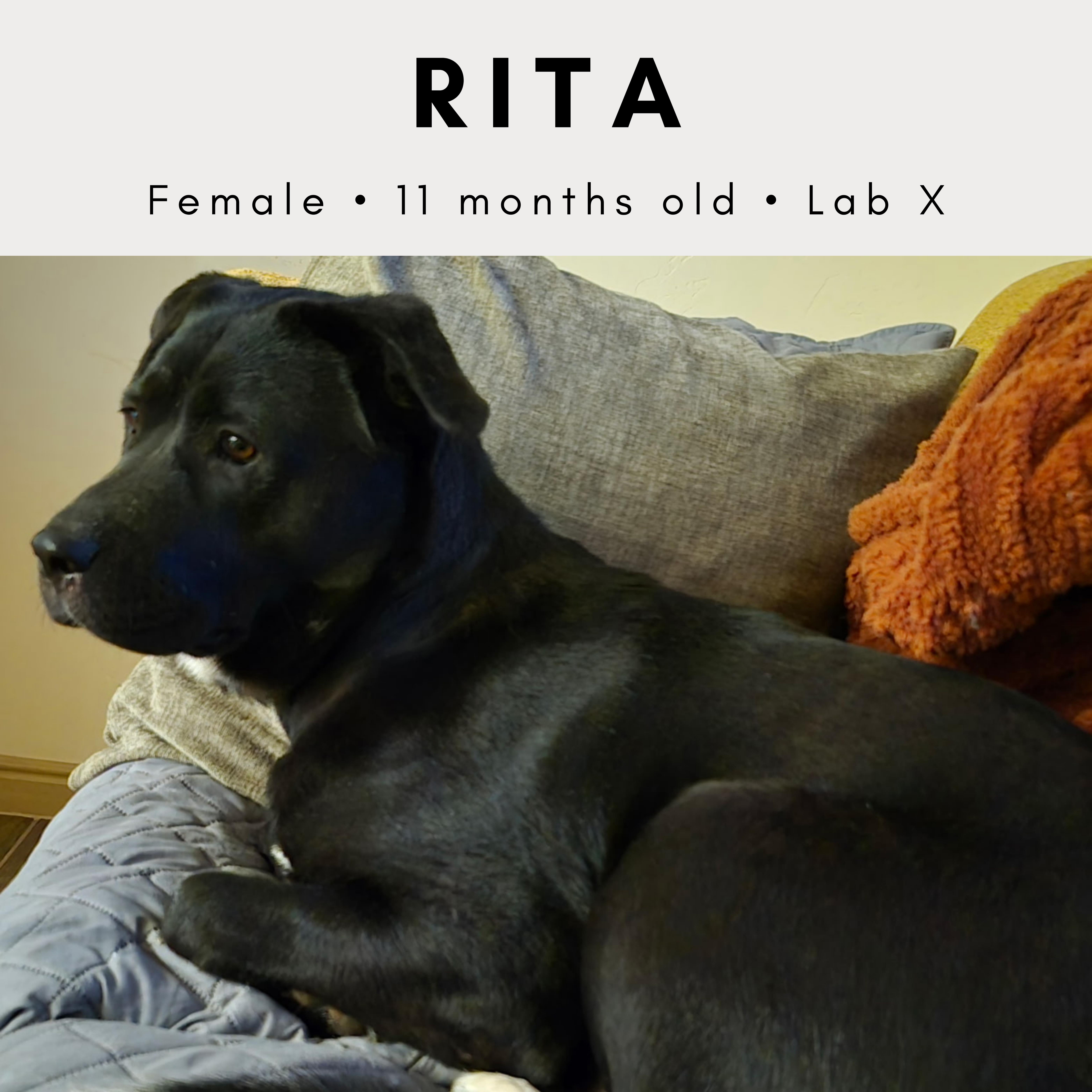 Rita, ADOPTABLE, Young Female Black Labrador Retriever.