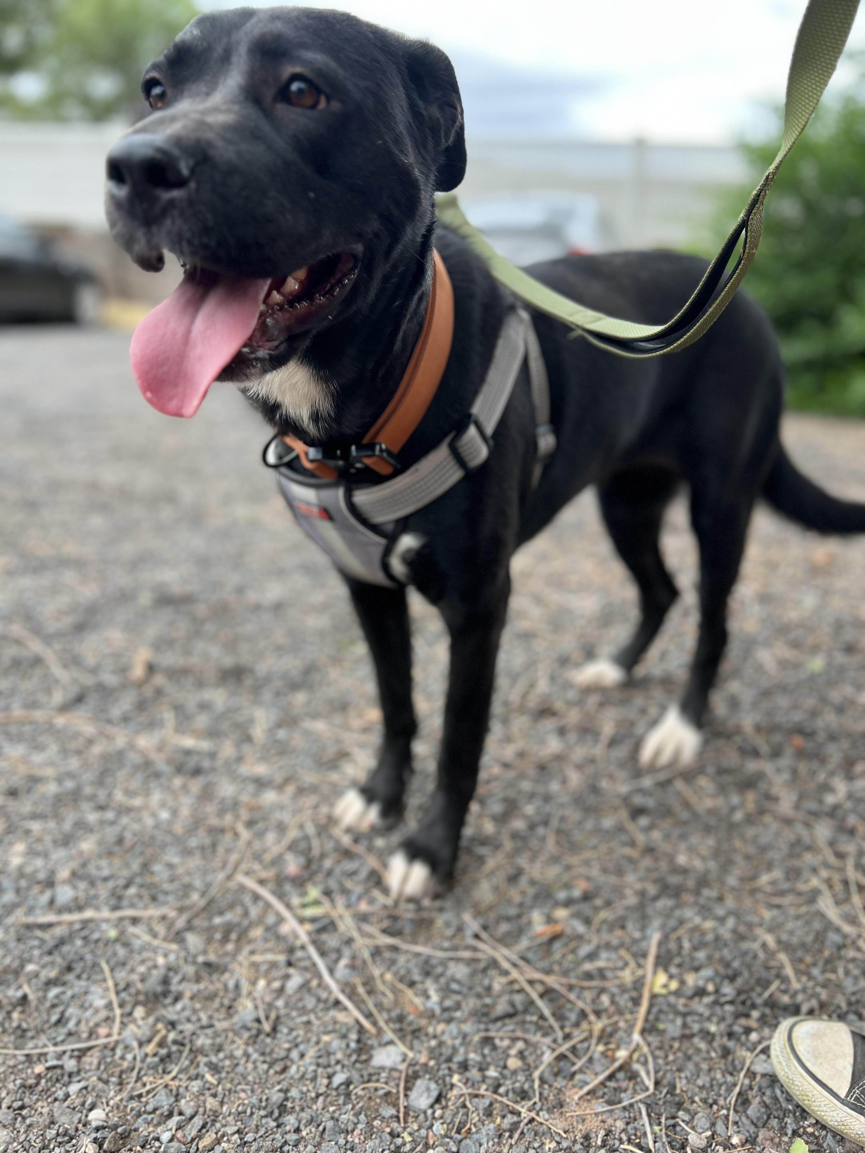 Enlarge Rita, a ADOPTABLE mixed breed in Tucson, AZ image 5/6