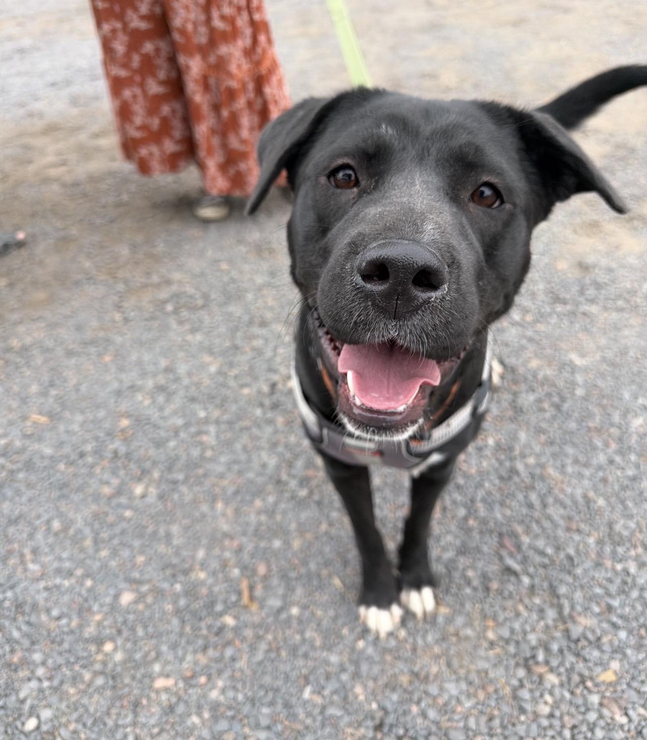 Enlarge Rita, a ADOPTABLE mixed breed in Tucson, AZ image 1/6