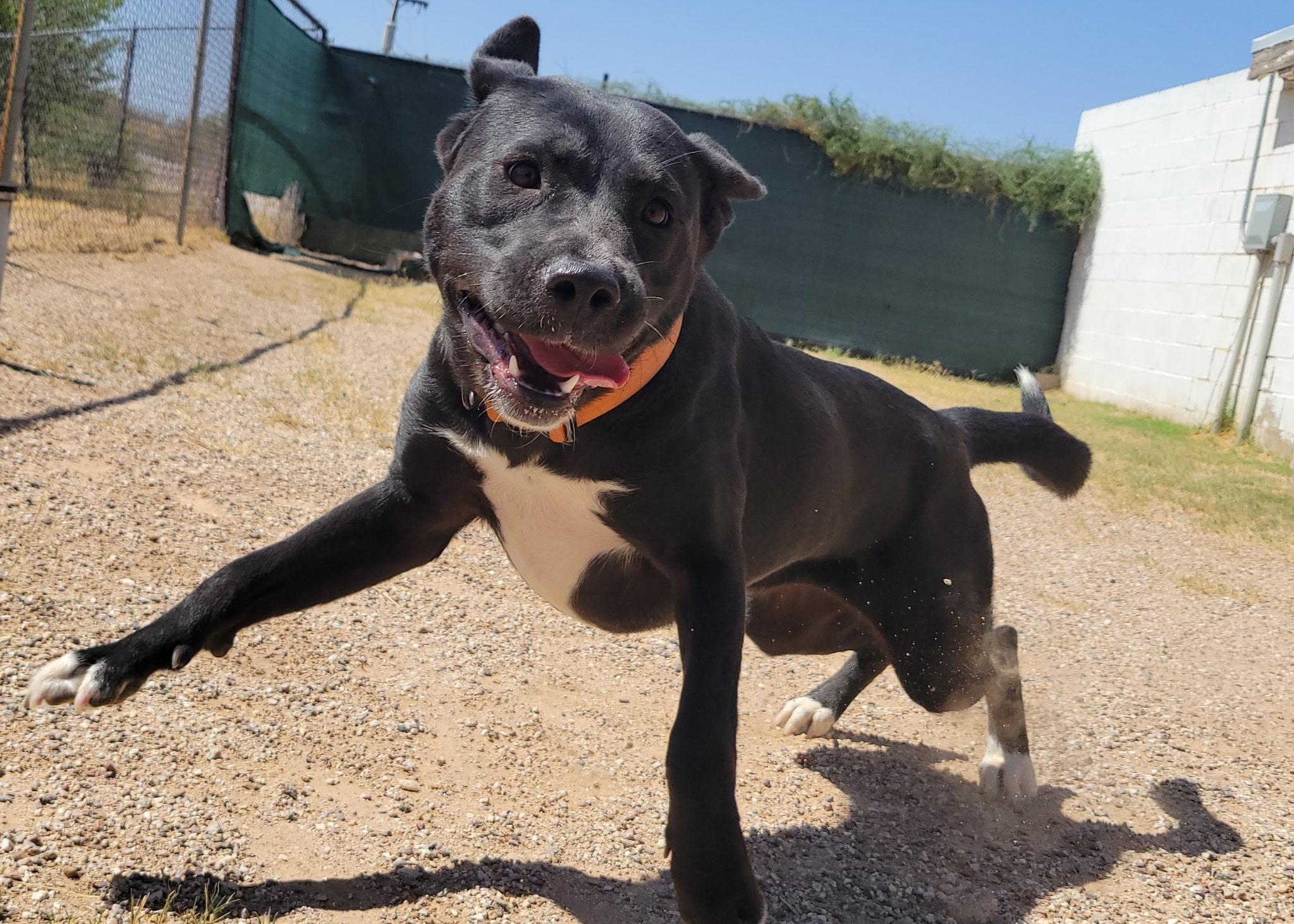 Enlarge Rita, a ADOPTABLE mixed breed in Tucson, AZ image 3/6