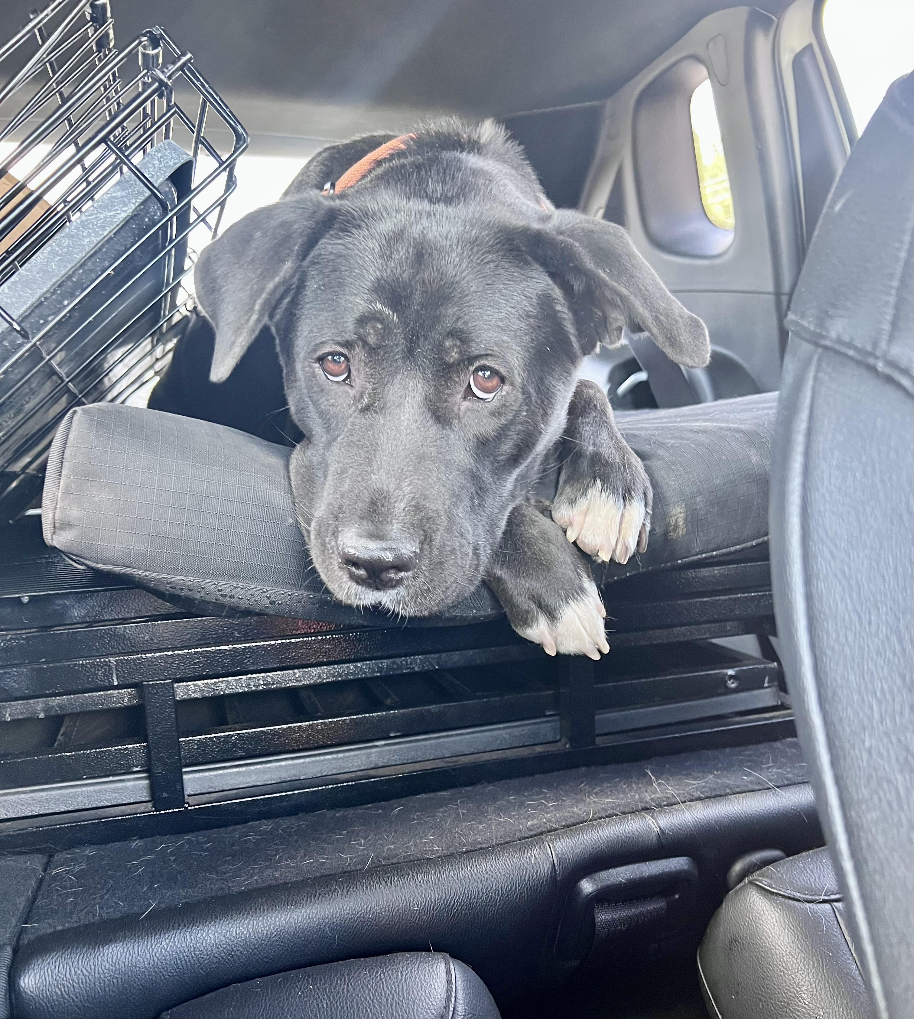 Enlarge Rita, a ADOPTABLE mixed breed in Tucson, AZ image 6/6