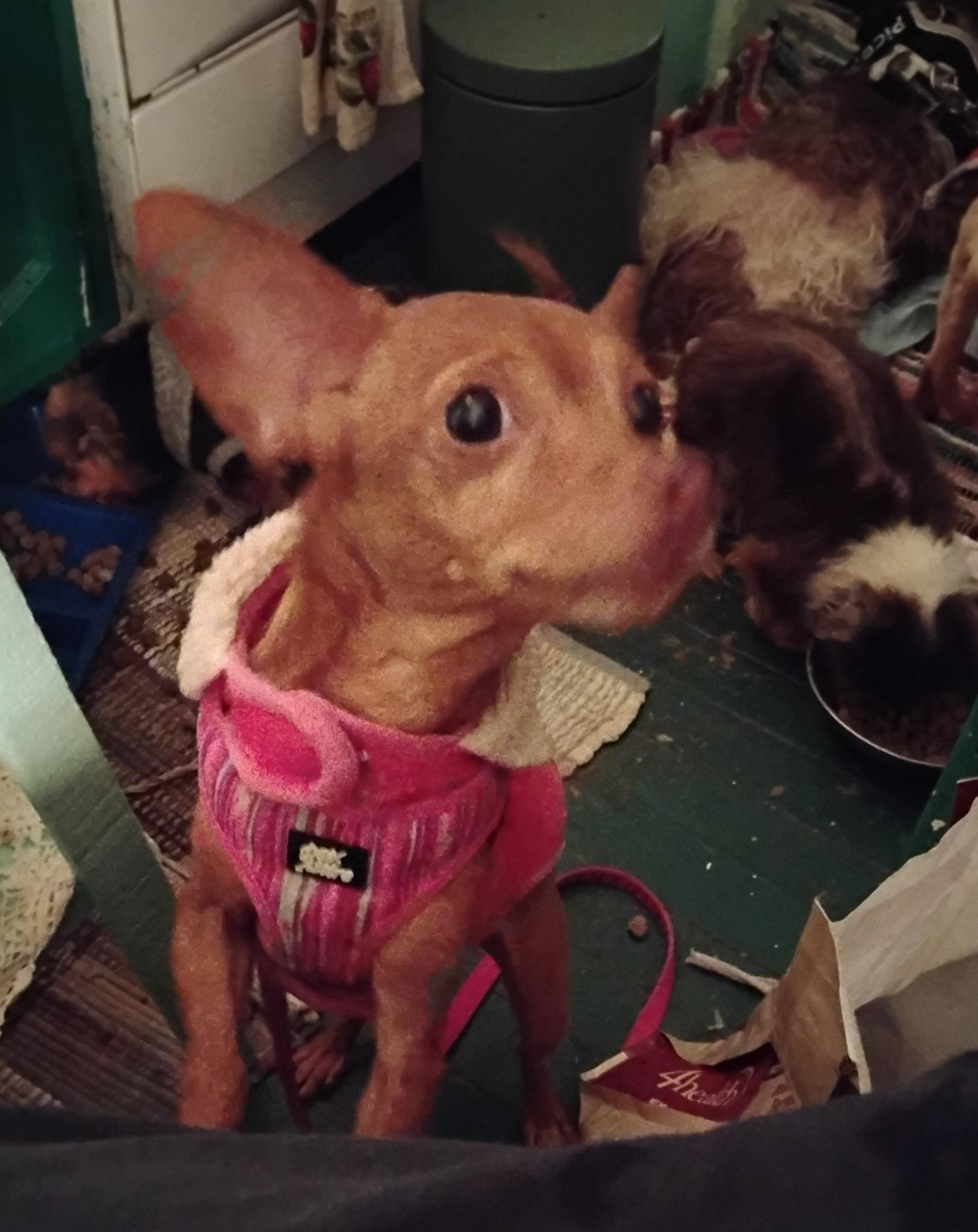 Enlarge Lucerna, a Adoptable Chihuahua in Central Valley, NY image 4/5