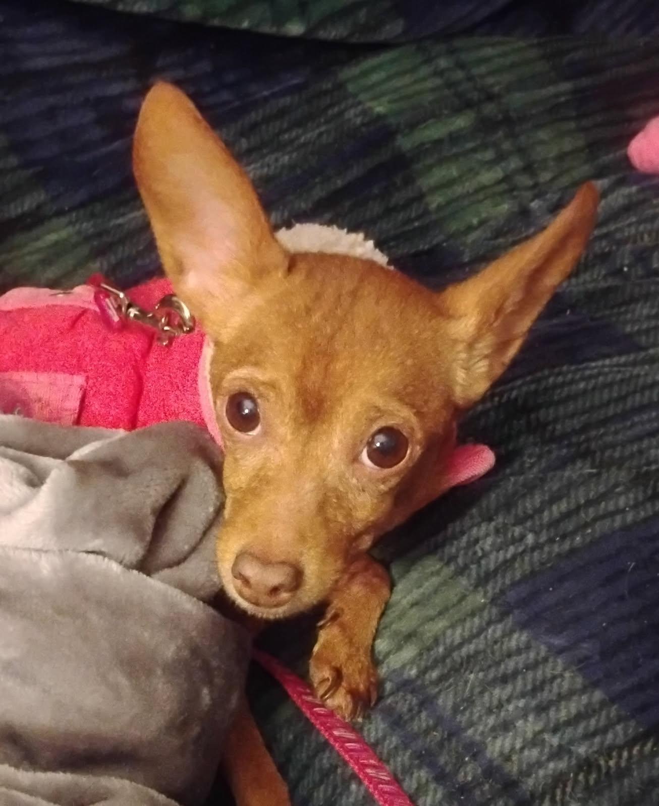 Enlarge Lucerna, a Adoptable Chihuahua in Central Valley, NY image 5/5