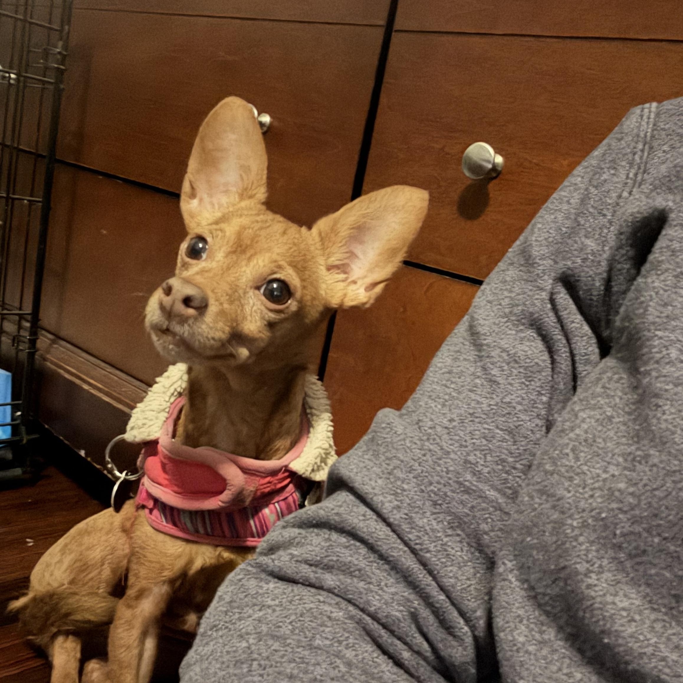 Enlarge Lucerna, a Adoptable Chihuahua in Central Valley, NY image 2/5