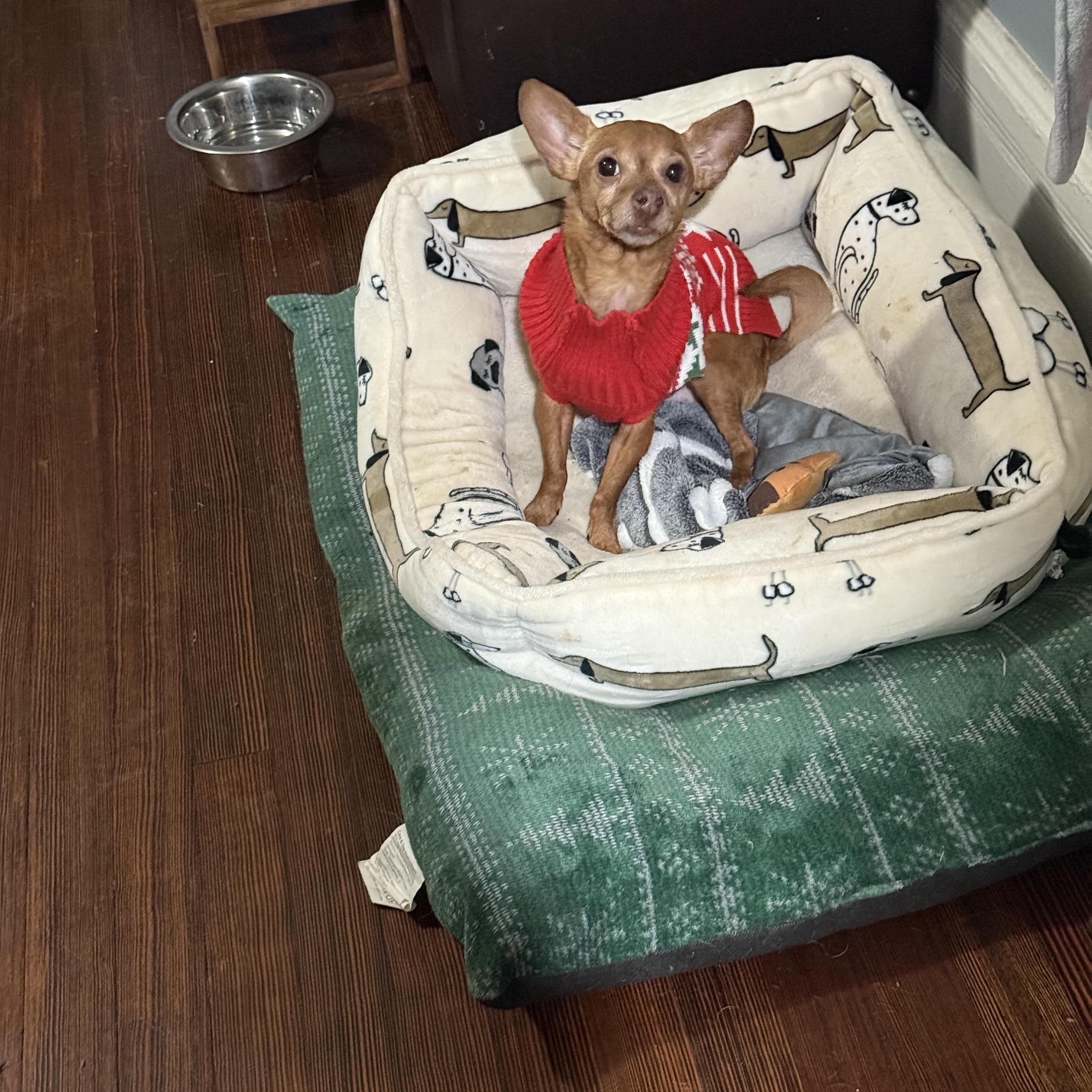 Lucerna, Adoptable, Senior Female Chihuahua.