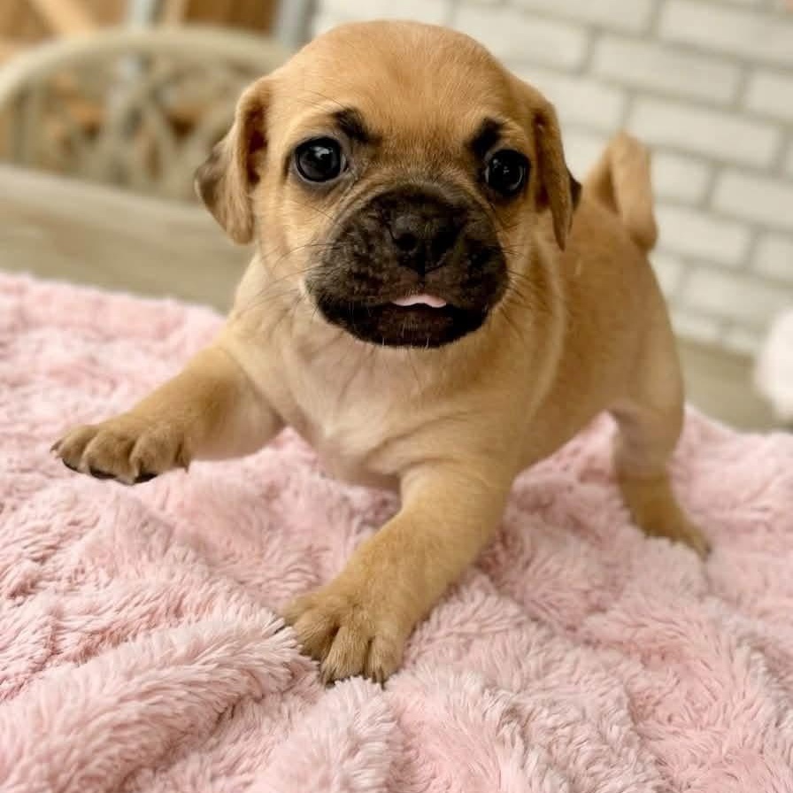 Enlarge Tanya, a Adoptable mixed breed in Rockwall, TX image 3/3
