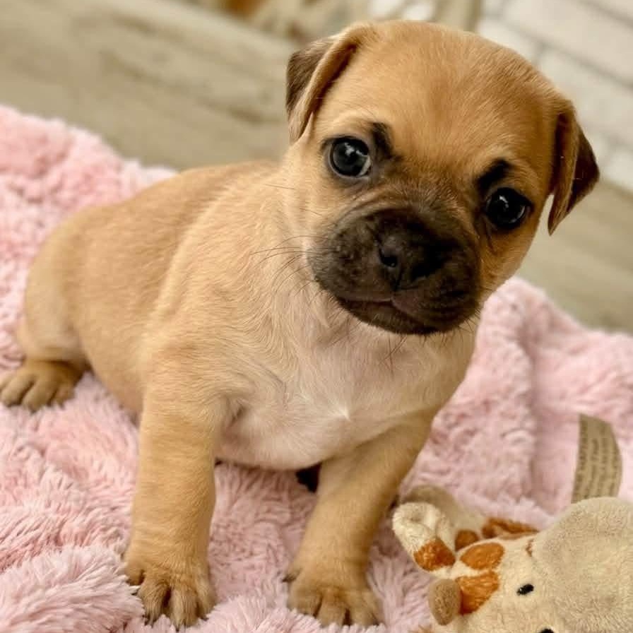 Enlarge Tanya, a Adoptable mixed breed in Rockwall, TX image 2/3