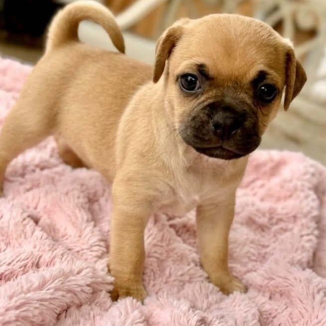 Tanya, Adoptable, Puppy Female Chug & Poodle.