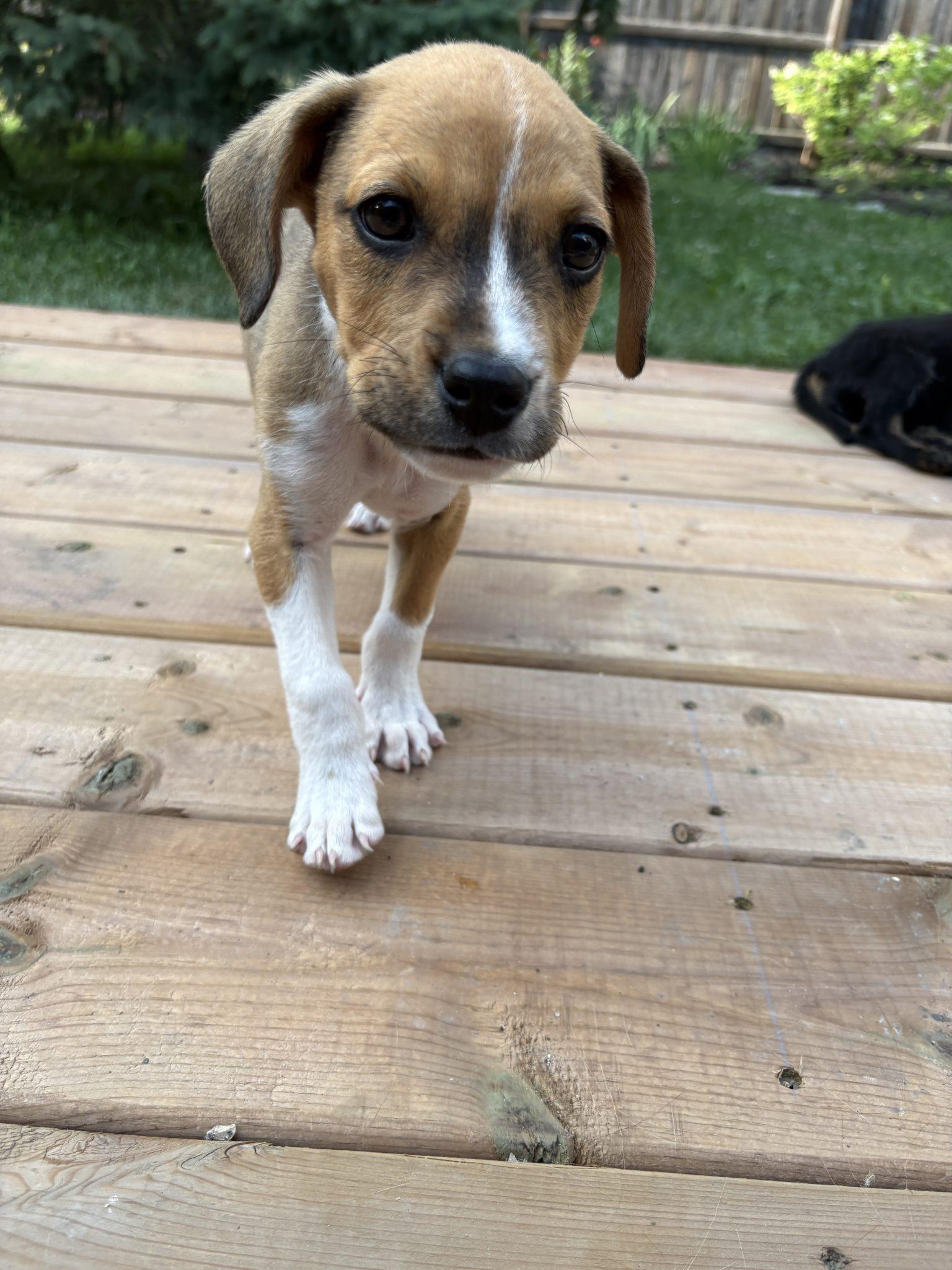Enlarge Doc, a Adoptable mixed breed in Winnipeg, MB image 3/3