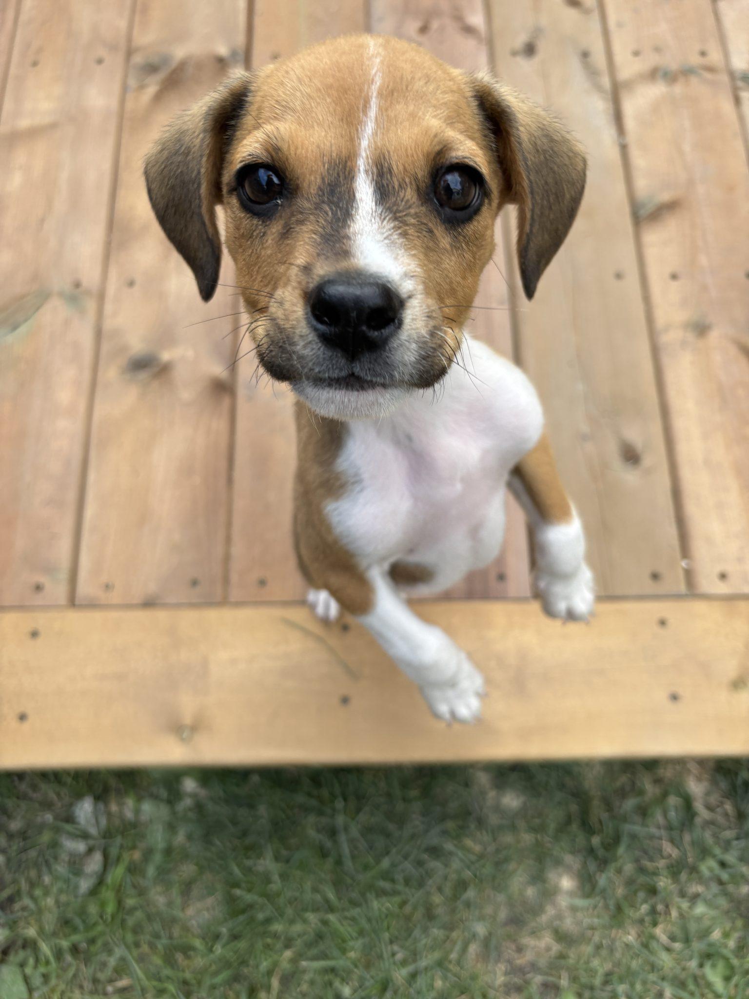 Enlarge Doc, a Adoptable mixed breed in Winnipeg, MB image 2/3