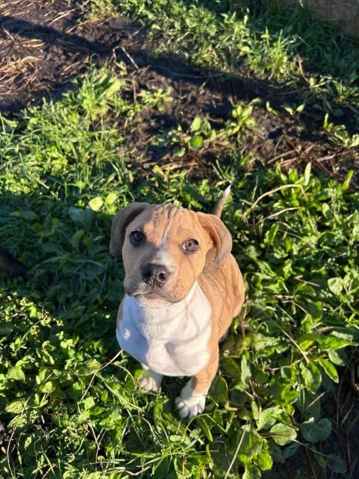 Enlarge Doc, a Adoptable mixed breed in Winnipeg, MB image 1/3