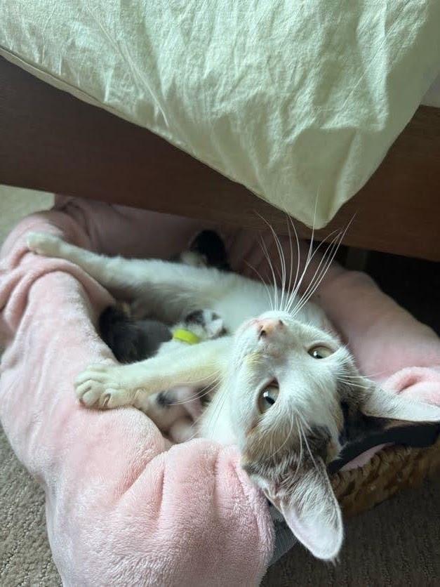 Mary., Adoptable, Young Female Domestic Medium Hair & Calico.