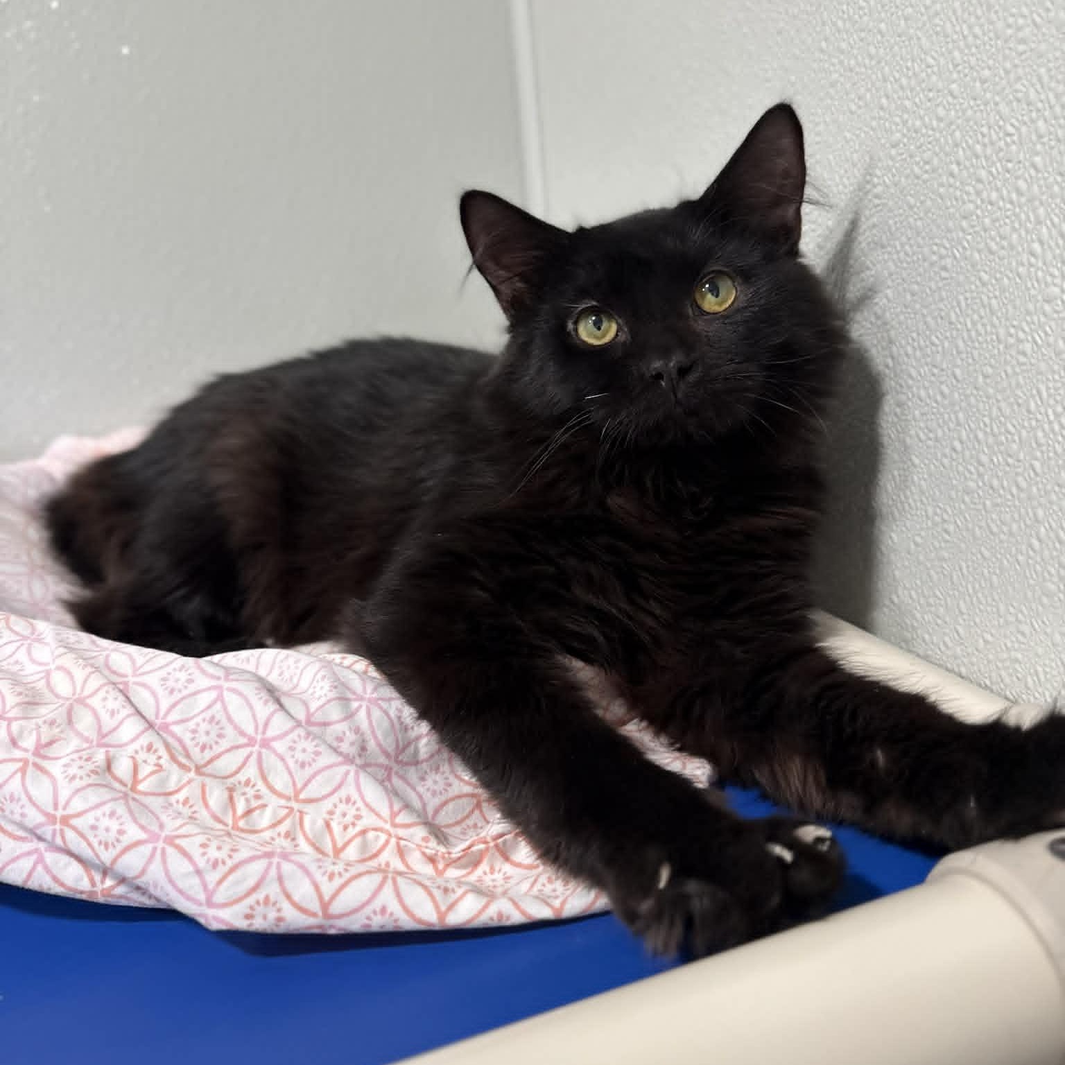 Burger King, ADOPTABLE, Kitten Male Domestic Long Hair & Maine Coon.