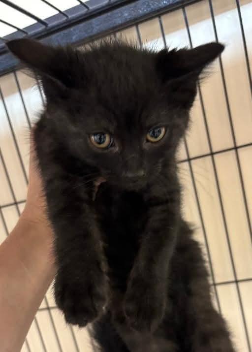 Enlarge Toothless, a ADOPTABLE Domestic Medium Hair in East Brunswick, NJ image 1/1
