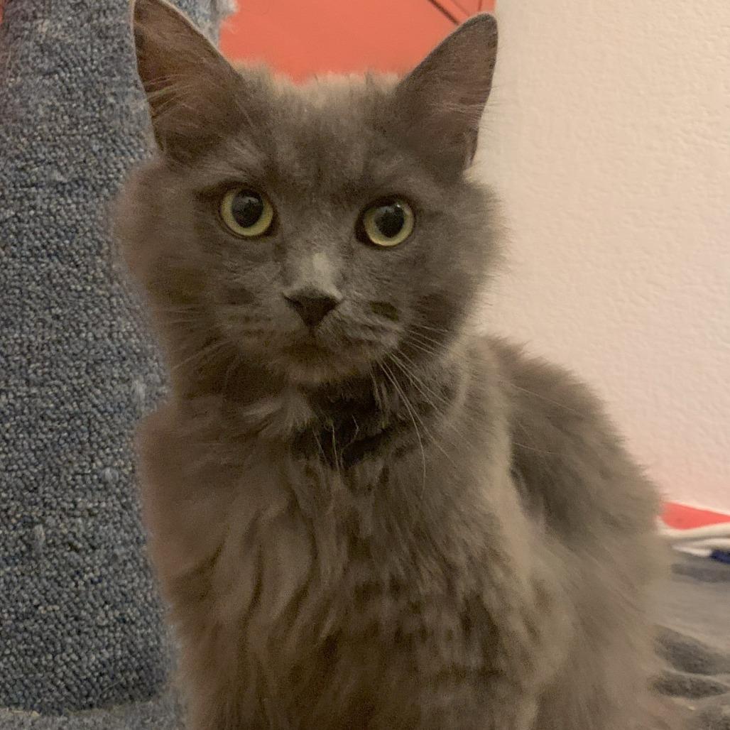 Bluebell, a Adoptable Domestic Medium Hair in Evansville, IN image 1/4